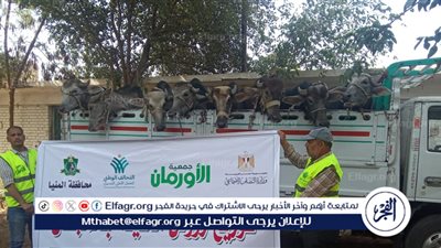بحضور مدير إدارة ابو قرقاص الإجتماعية... توزيع عدد (10) رؤوس ماشية عشار للأسر الأولى بالرعاية بالمنيا