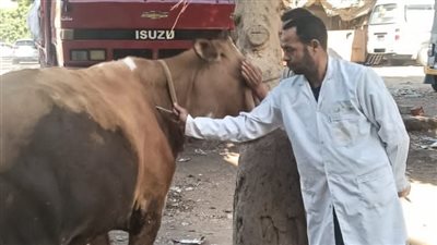تحصين 170 ألف رأس ماشية ضد الحمى القلاعية والوادي المتصدع بالجيزة
