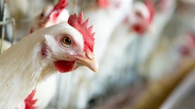 سعر الدواجن اليوم الأحد في الأسواق
