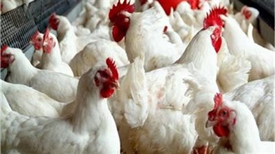 سعر الدواجن اليوم الإثنين في الأسواق
