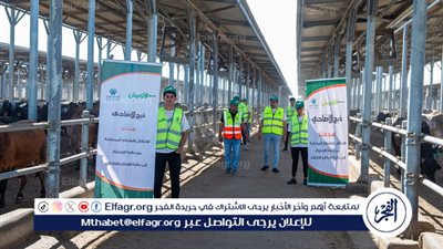 بمنظومة عمل متكاملة..الإعلان عن نحر وتوزيع 75 ألف كيلو لحوم أضاحى و50 عجل بلدى للأسر الأكثر احتياجًا خلال عيد الأضحى المبارك بالمنيا